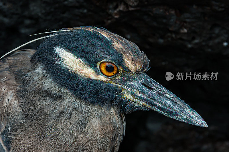 黄冠夜鹭(Nyctanassa violacea)是夜鹭属的两种夜鹭之一。厄瓜多尔加拉帕戈斯群岛国家公园，詹姆斯岛的埃加斯港